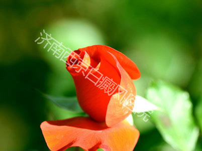 哪些因素会诱发白癜风 哪些因素会诱发白癜风